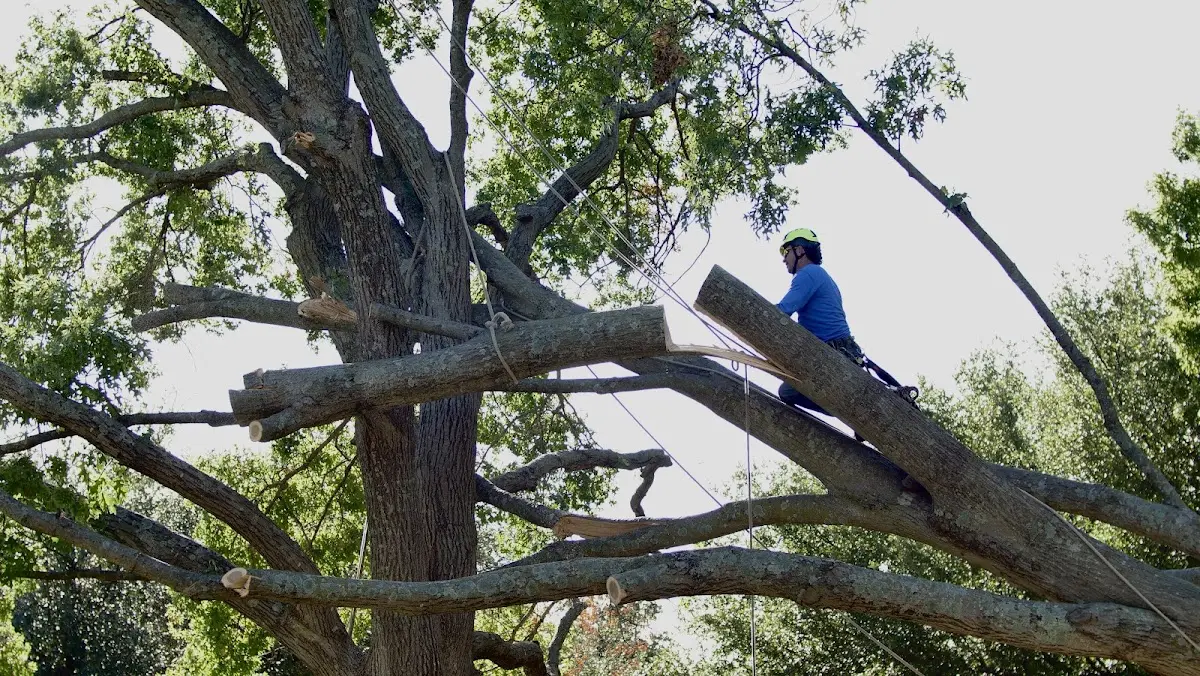 Professional Hazardous Tree Removal performed by certified arborists in Marshallville