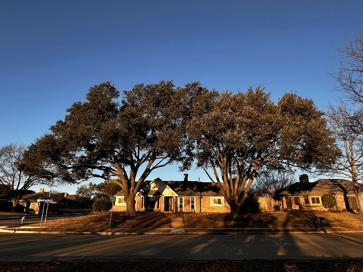 Established residential canopy tree shading a home in Marshallville